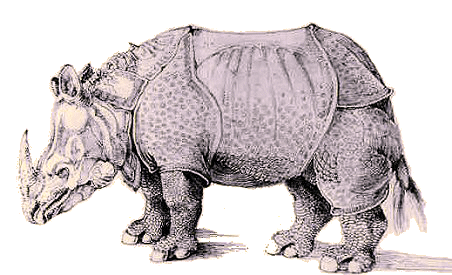 Rhinocros de Drer.