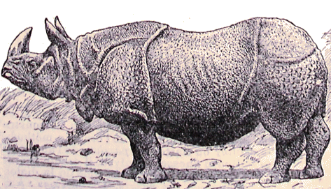 Rhinocéros de l'Inde.