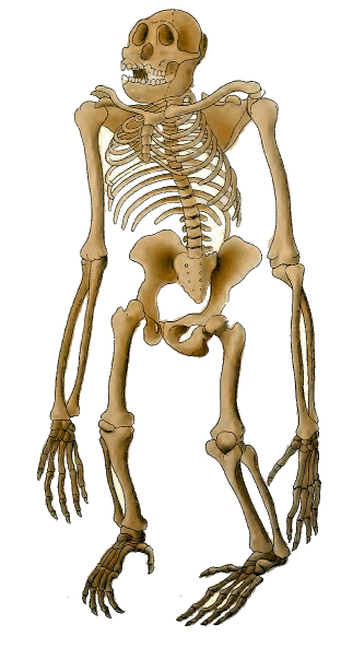 Squelette de Gorille.