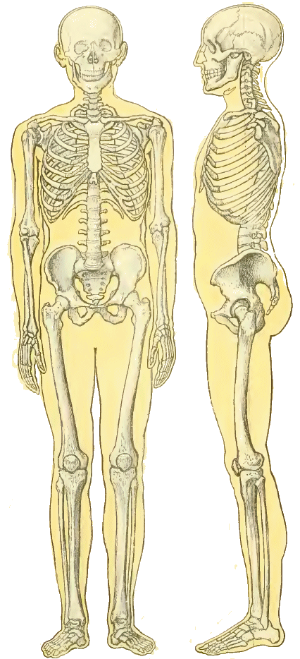 Squelette d'humain.
