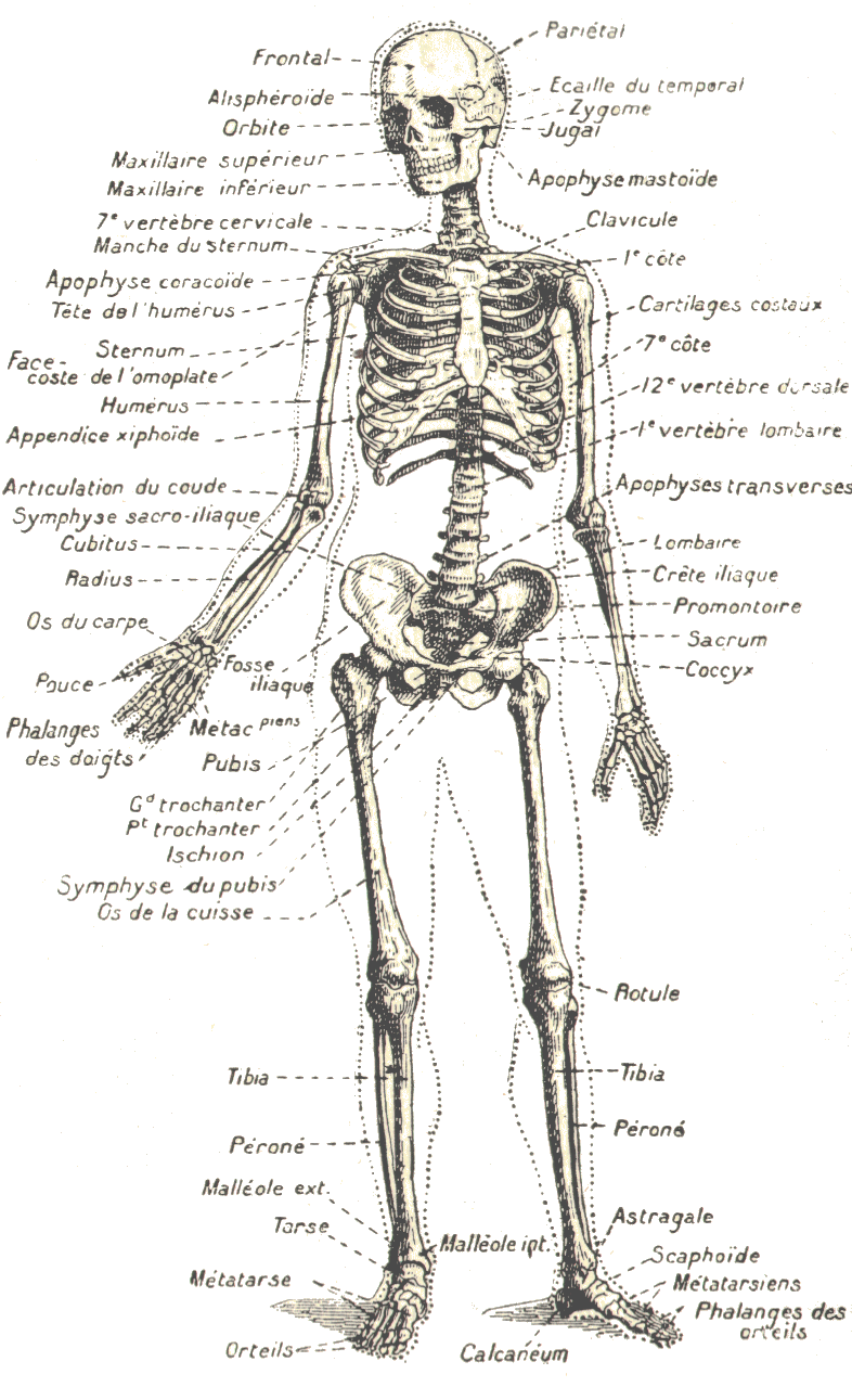 Squelette humain.