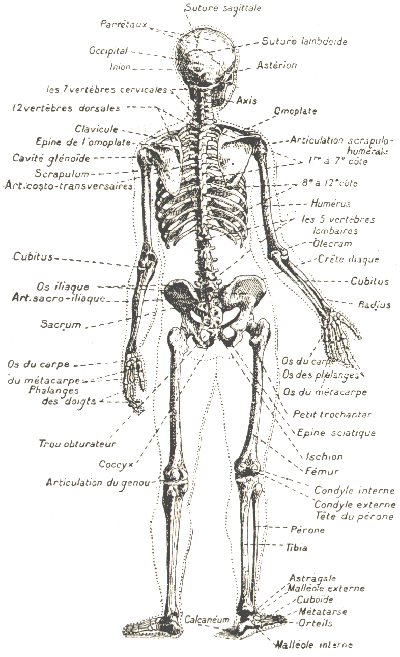 Squelette humain (vu par derrire).