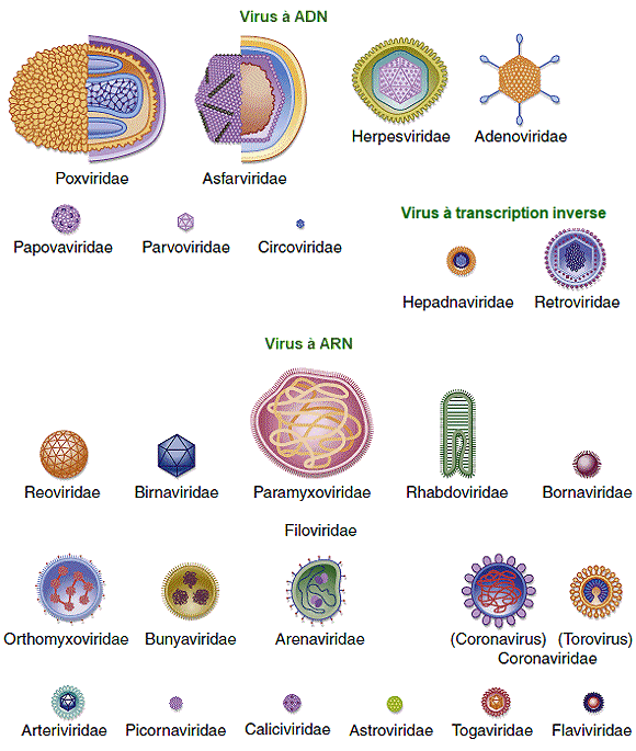 Formes et dimensions des virus.