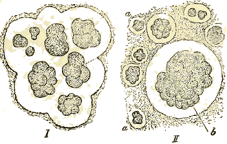 Zoogle d'Ascococcus Billrothii .