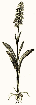 Orchis maculata, orchidée