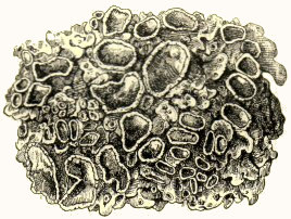 Parmelia acetabulum (lichen)