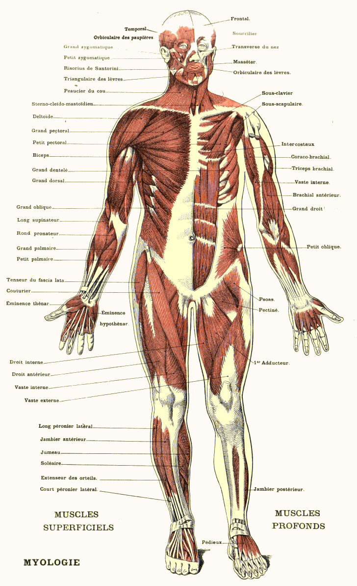 Myologie : muscles