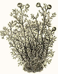 Sphaerophoron coralloides (lichen)